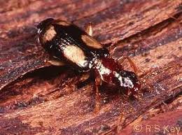 Attēlu rezultāti vaicājumam “Dromius quadrimaculatus”