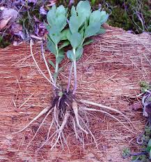 Attēlu rezultāti vaicājumam “Hylotelephium telephium bud”