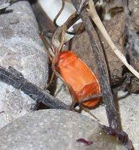 Attēlu rezultāti vaicājumam “Pyrrhocoris apterus nymph”