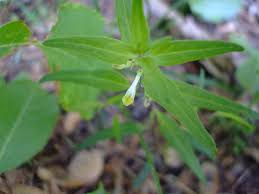 Attēlu rezultāti vaicājumam “Melampyrum pratense leaf”