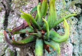 Attēlu rezultāti vaicājumam “Andricus quercuscorticis”