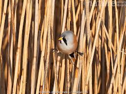 Attēlu rezultāti vaicājumam “Panurus biarmicus male”