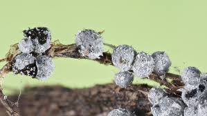 Attēlu rezultāti vaicājumam “Physarum contextum spores”