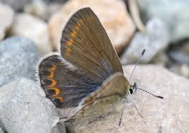 Attēlu rezultāti vaicājumam “Plebejus idas female”