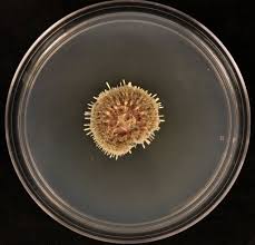 Attēlu rezultāti vaicājumam “Penicillium vulpinum”