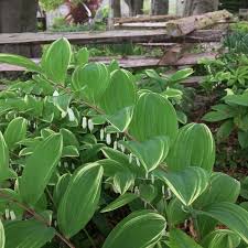 Attēlu rezultāti vaicājumam “Polygonatum odoratum leaf”