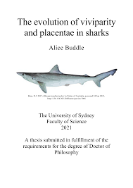 Image result for Paragaleus pectoralis