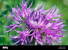 Image result for Centaurea pseudophrygia