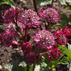 Image result for Astrantia majon `Abbey Road`