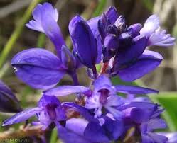 Attēlu rezultāti vaicājumam “Polygala vulgaris leaf”