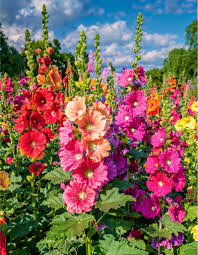 Attēlu rezultāti vaicājumam “Alcea rosea”