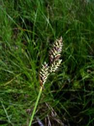 Attēlu rezultāti vaicājumam “Carex pseudocyperus female flower”