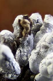 Attēlu rezultāti vaicājumam “Diderma effusum spores”