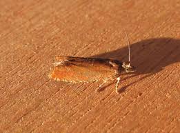 Attēlu rezultāti vaicājumam “Lathronympha strigana”