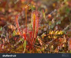 Attēlu rezultāti vaicājumam “Drosera anglica flower”