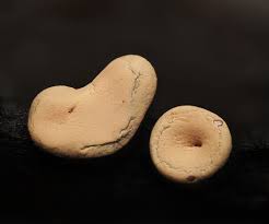 Attēlu rezultāti vaicājumam “Hemitrichia sordivesiculosa sessile”