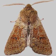 Attēlu rezultāti vaicājumam “Orthosia miniosa”