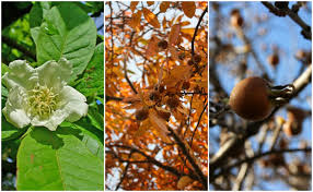 Attēlu rezultāti vaicājumam “Mespilus germanica fruit”