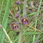 Attēlu rezultāti vaicājumam “Epipactis atrorubens fruit”