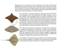 Image result for Gymnura natalensis