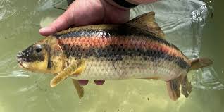 Image result for Minytrema melanops