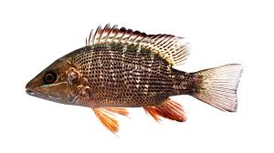 Image result for Lutjanus griseus