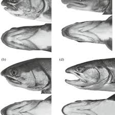 Image result for Salvelinus malma