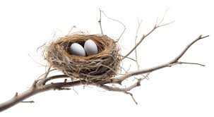 Attēlu rezultāti vaicājumam “nest”