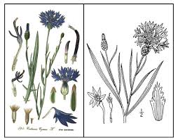 Attēlu rezultāti vaicājumam “Cyanus segetum flower”