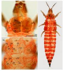 Attēlu rezultāti vaicājumam “Bolitophagus reticulatus larva”