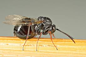 Attēlu rezultāti vaicājumam “Aulacidea hieracii”