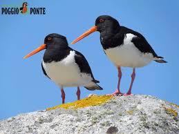 Attēlu rezultāti vaicājumam “Haematopus ostralegus adult”