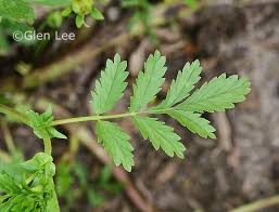 Attēlu rezultāti vaicājumam “Potentilla supina flower”