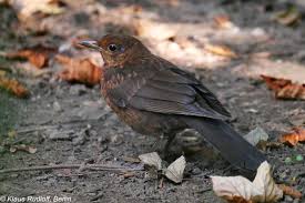 Attēlu rezultāti vaicājumam “Turdus merula juvenile”