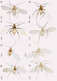 Attēlu rezultāti vaicājumam “Macrosiphoniella absinthii”