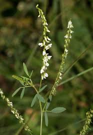 Attēlu rezultāti vaicājumam “Melilotus officinalis”