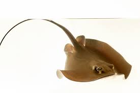 Image result for Dasyatis pastinaca