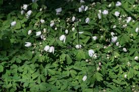 Attēlu rezultāti vaicājumam “Isopyrum thalictroides”