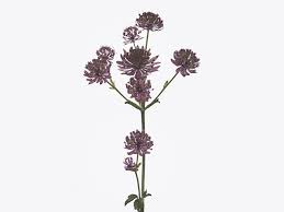 Image result for Astrantia majon `Abbey Road`