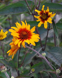 Image result for Heliopsis scabra