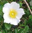 Georgia State Flower - Facts about Cherokee Rose
