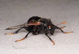 Attēlu rezultāti vaicājumam “Cimbex femoratus”