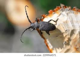 Attēlu rezultāti vaicājumam “Lamia textor”