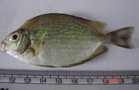 Image result for Siganus rivulatus