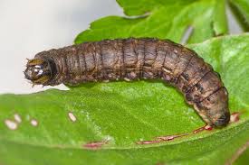 Attēlu rezultāti vaicājumam “Noctua pronuba”