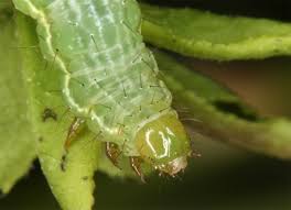 Attēlu rezultāti vaicājumam “Syngrapha interrogationis”