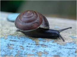 Attēlu rezultāti vaicājumam “Malacolimax tenellus”