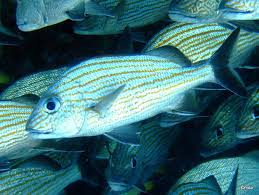 Image result for Haemulon carbonarium