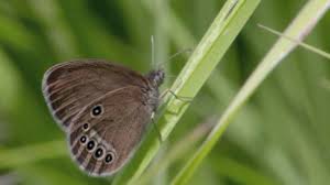 Attēlu rezultāti vaicājumam “Lopinga achine upperside”