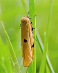 Attēlu rezultāti vaicājumam “Lithosia quadra female”